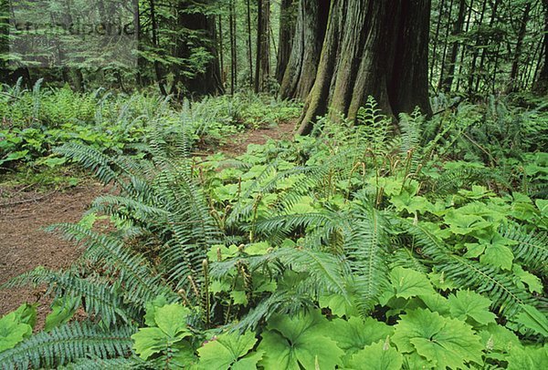 West Coast rainforest  Vancouver Island  BC Canada