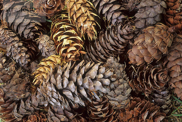 Douglas Fir cones gathered in pile  Whistler  BC