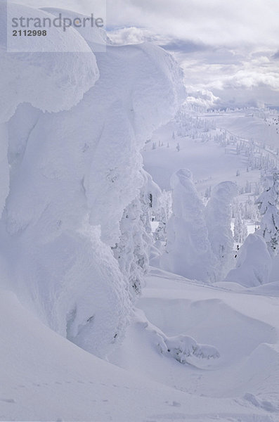 Snow giants are trees covered in hoar frost  Mt. Washington ski area  Vancouver Island