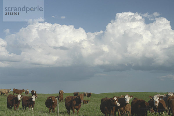 'Herd of beef cattle under rain clouds