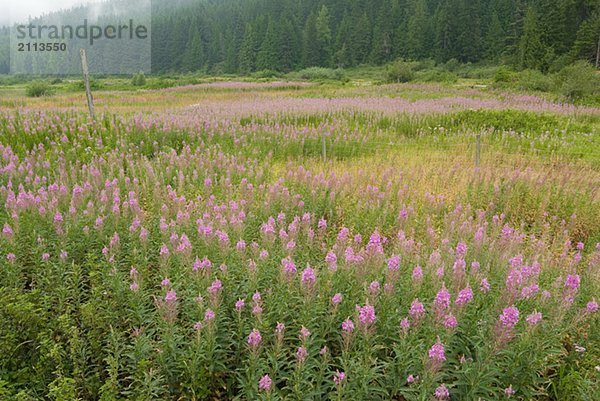 Field of Fireweed flowers. Sunshine Valley  BC.
