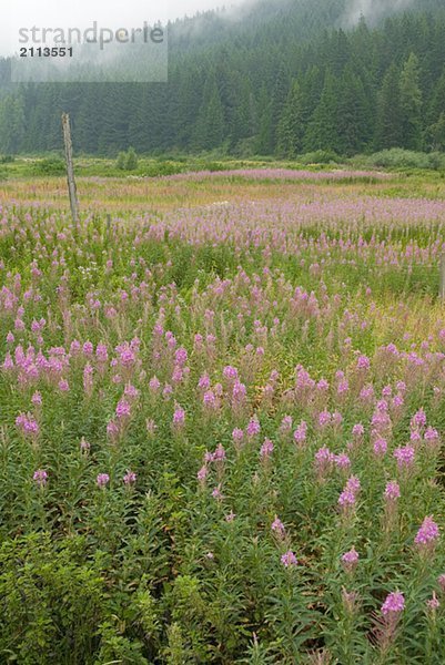 Field of Fireweed flowers. Sunshine Valley  BC.