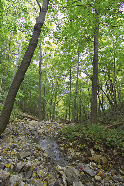 Small stream running over rocks through wooded area  Canada  Ontario  Hamilton