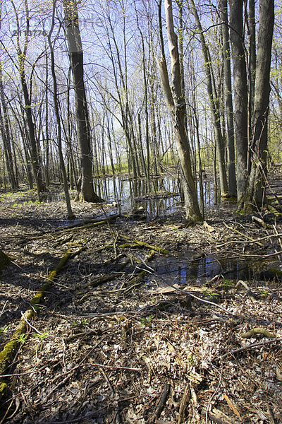 Early springtime in a wooded  swampy area  Canada  Ontario