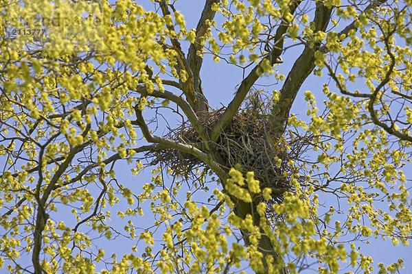 Nest in a tree  Canada  Ontario