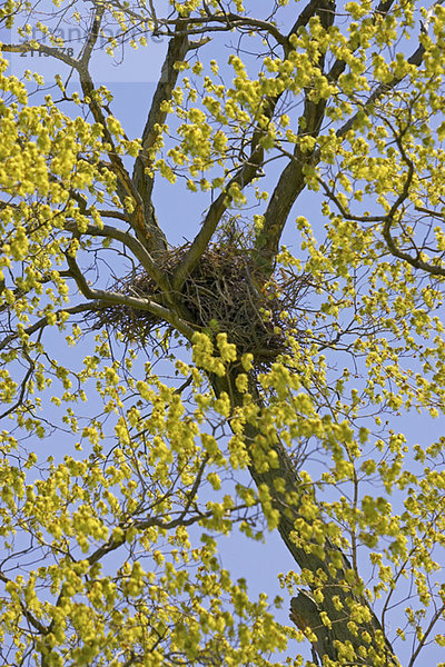 Nest in a tree  Canada  Ontario
