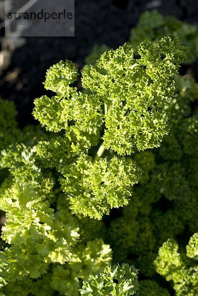 Close-up organic parsley  Manitoba  Canada