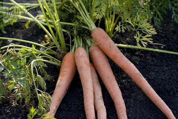 Five carrots in organic garden  Manitoba  Canada