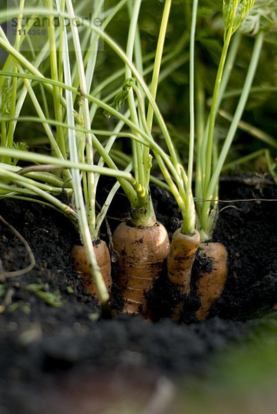 Organic carrots in ground  organic garden  Manitoba  Canada