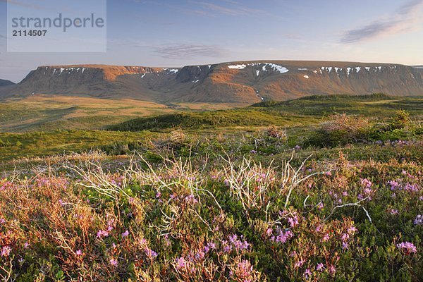 View of flowers and Tablelands from Lookout Trail at sunset  Gros Morne NP  Newfoundland  Canada