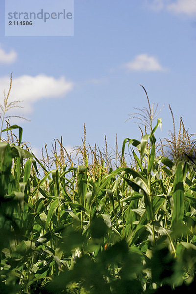 Field of corn stalks against a blue sky