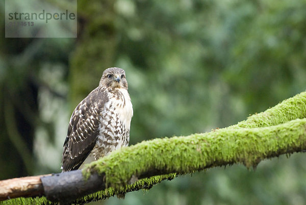 A Red-Tailed Hawk (Buteo jamaicensis) sits on a branch  Goldstream Provincial Park near Victoria  BC  Canada