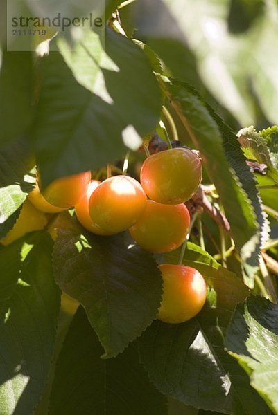 Rainier cherries  a hybrid between Bing and Van cherries  Okanagan Centre  BC Canada