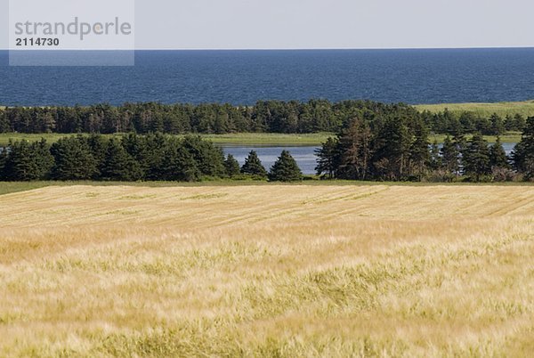 Farmland and ocean near East Point  Prince Edward Island