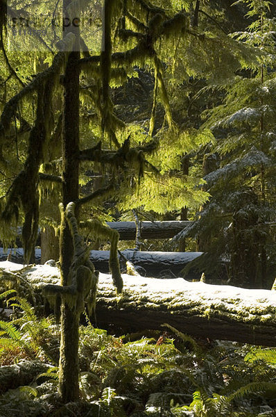 Snowy trees of old growth forest in Cathedral Grove in MacMillan Provincial Park  near Port Alberni  Vancouver Island  BC