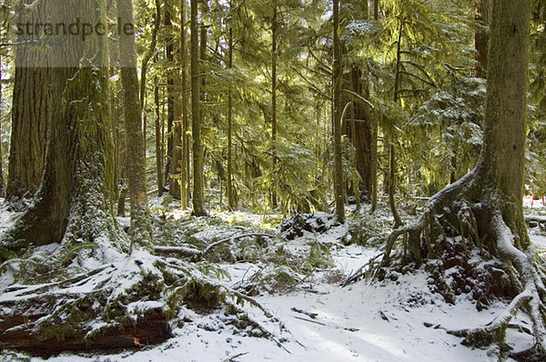 Snowy pathway in old growth forest in Cathedral Grove in MacMillan Provincial Park  near Port Alberni  Vancouver Island  BC