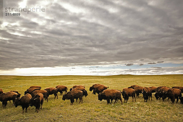 Bison grazing  Saskatchewan  Canada