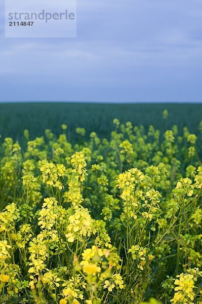 Canola in bloom  Saskatchewan  Canada.