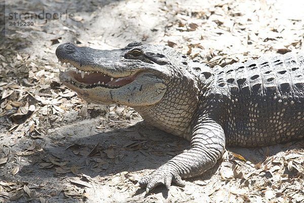 Alligator  Jacksonville  Florida