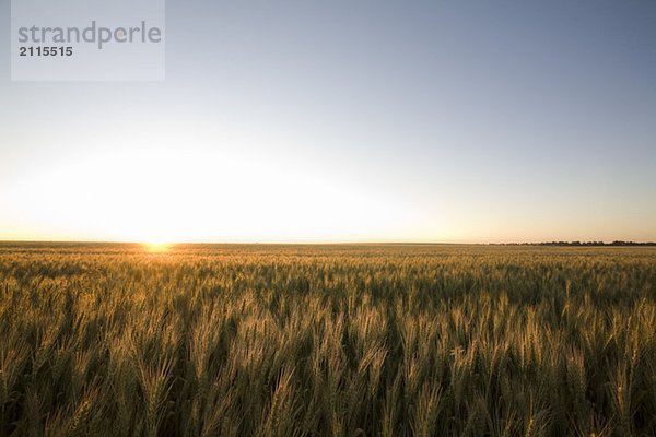 Field of wheat at sunset  Saskatchewan  Canada