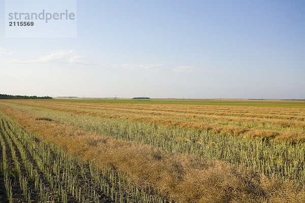 Swathed field of lentils  Saskatchewan  Canada