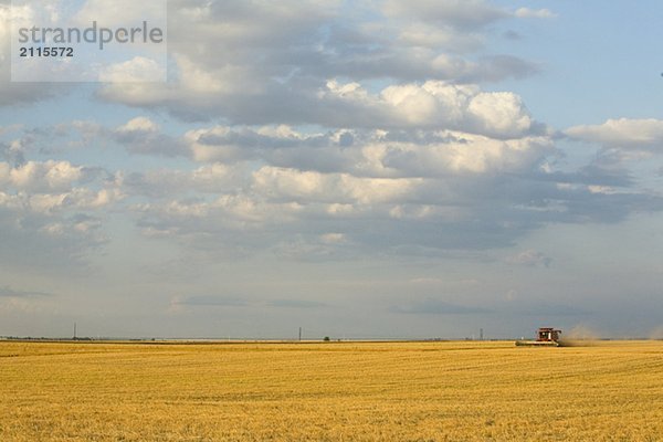 Straight combining lentils  Saskatchewan  Canada. High protein  drought-resistant lentils extract nitrogen from the air  thus reducing the need for fertilizers.