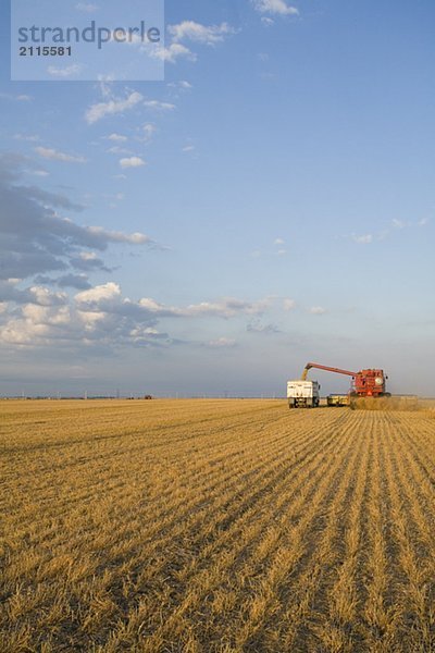Lentils unloading from combine to grain truck  Saskatchewan  Canada