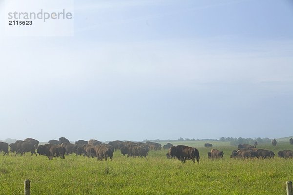 Herd of domesticated bison  Saskatchewan  Canada