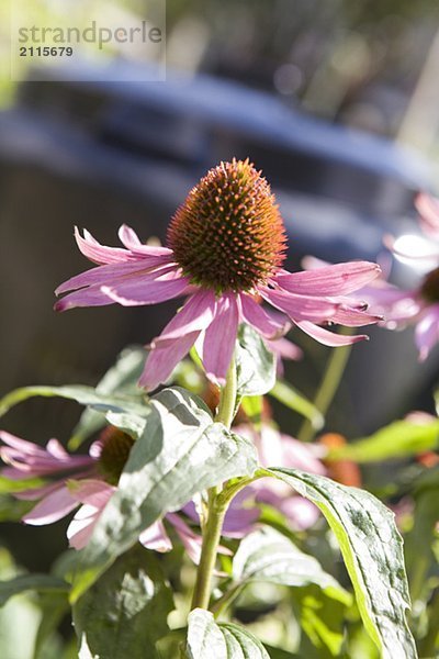 Echinacea flower with compost bin in background  Cypress Street Community Garden  Vancouver  BC