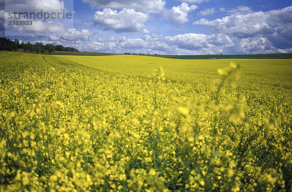 Germany  rape-seed field  Bavarian spring