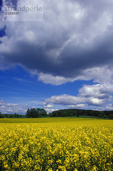 Bavarian spring