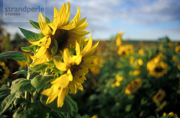 Sonnenblumen im Feld