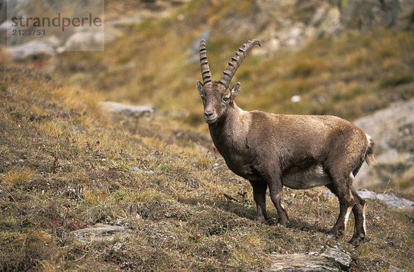 Capra Steinbock