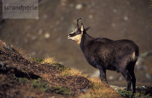 Chamois