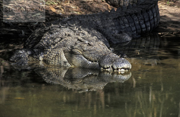 Australia  Estuarine Crocodile