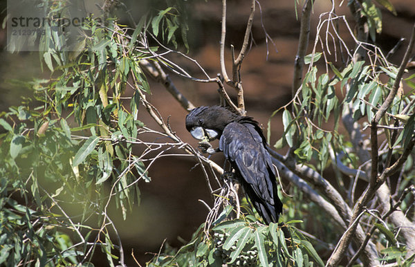 Australia  Red-tailed black cockatoo