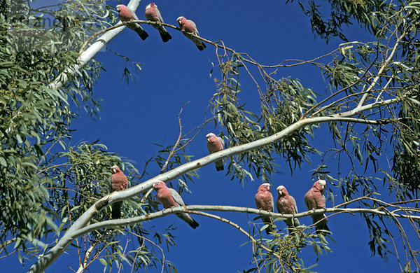 Australia  Galahs  cockatoos