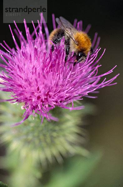 Honeybee Bestäubung von Blumen Nahaufnahme