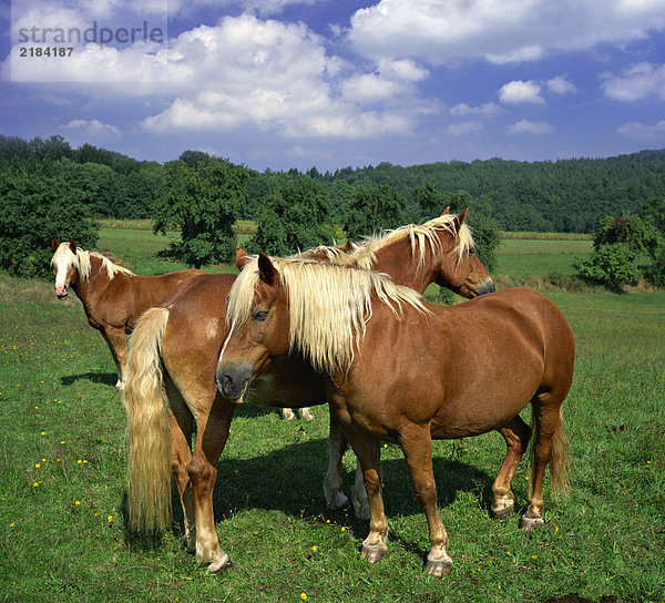 Pferde im Feld