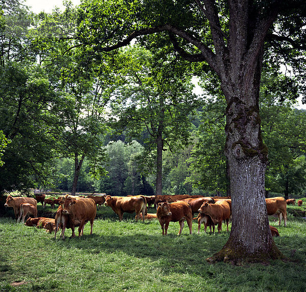 Herde Kühe im Feld