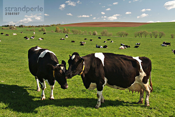 Herde Kühe im Feld