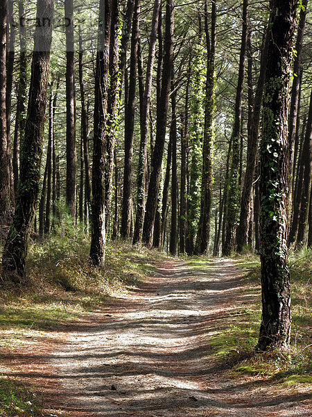 Pfad  der durch Wald