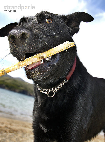 Nahaufnahme Hund mit Stick im Maul am Strand