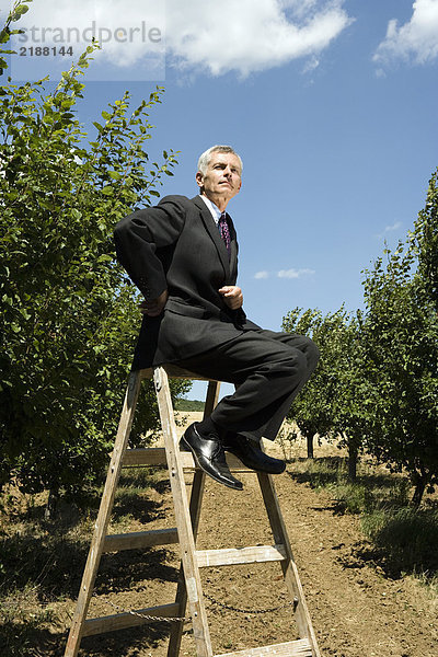 Mann sitzt auf einer Leiter im Obstgarten.