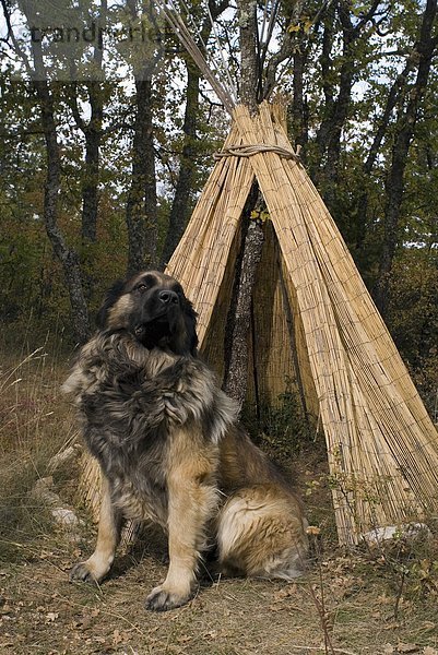 Leonberger Hund.