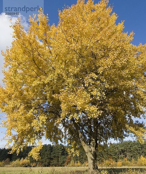 Baum auf Landschaft