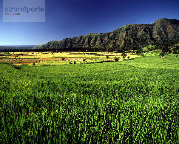 Das Reisfeld. Bali  Indonesien.