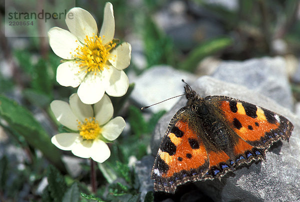 Butterfly (Aglais Urticae) in der Nähe von Blume Silberwurz (Dryas Octopetala)