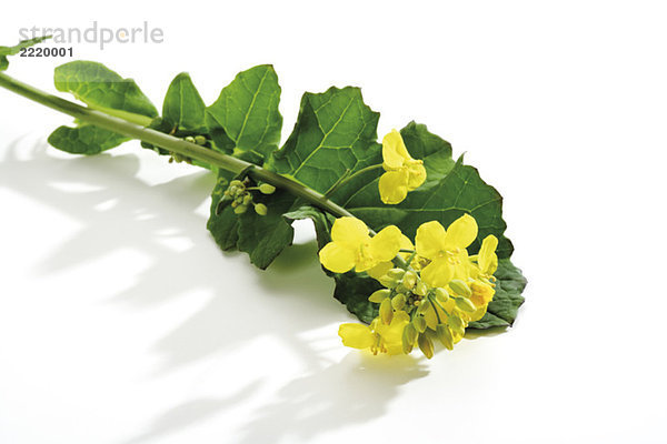 Rapsblüte  (Brassica napus)  Nahaufnahme