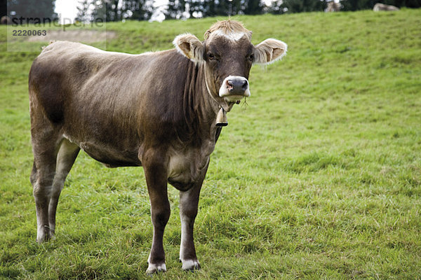 Germany  Bavaria  Calf in a field